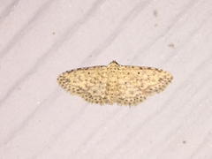 Sigela basipunctaria