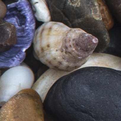 Common Small Purple