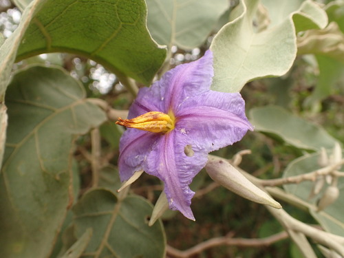 Foto de Lobeira