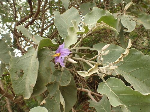 Foto de Lobeira
