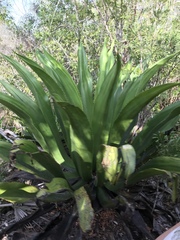 Agave caymanensis