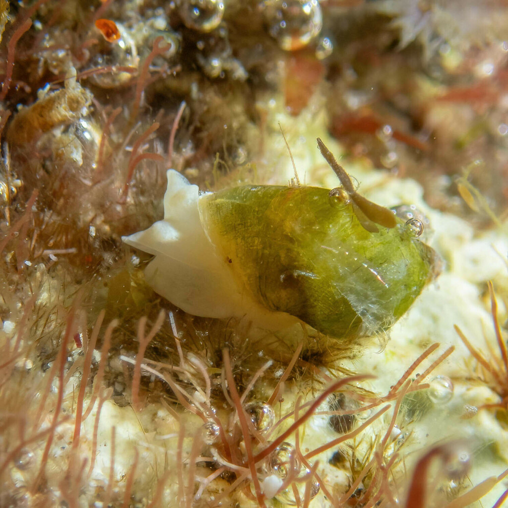 Volvatella viridis