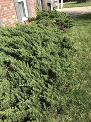 Juniperus chinensis