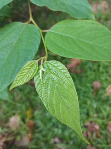 Foto de Uva-do-japão
