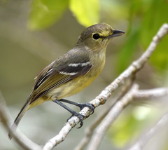 Vireo crassirostris