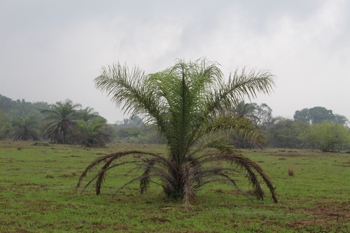 Astrocaryum chambira, photograph 6