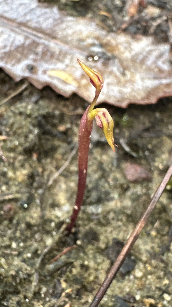 Genoplesium baueri