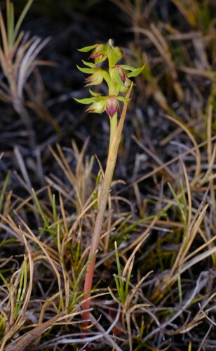 Image of Genoplesium ciliatum by (c) Peter Crowcroft, some rights reserved (CC BY)