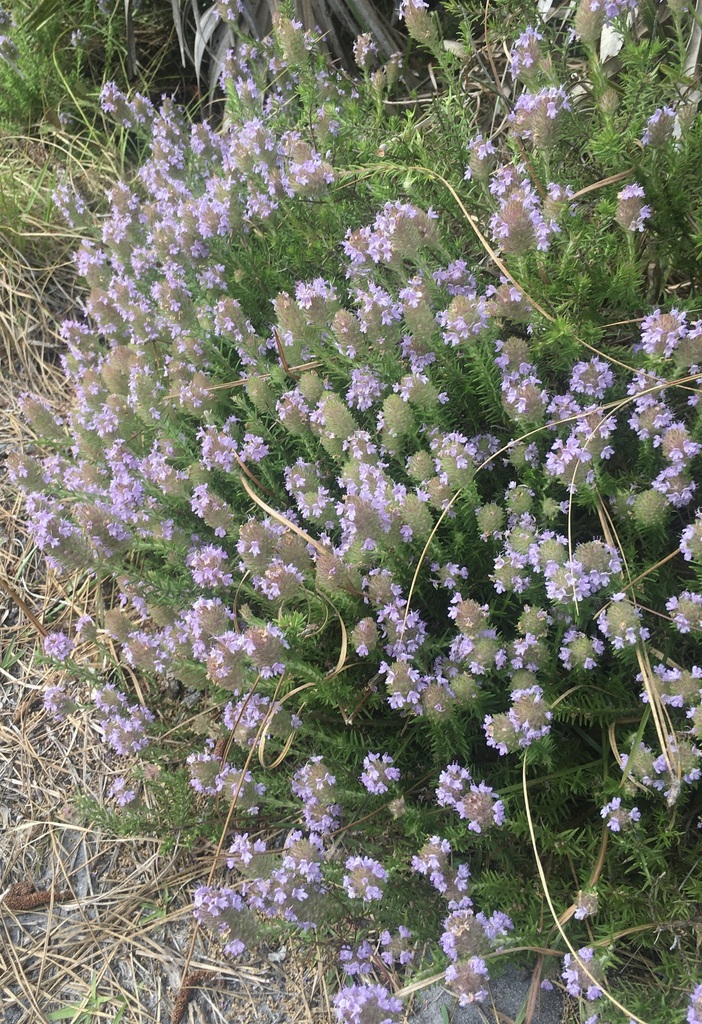 Florida pennyroyal from Volusia County, FL, USA on March 5, 2020 at 01