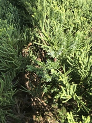 Juniperus chinensis