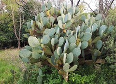Opuntia cacanapa