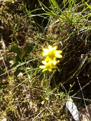 Crocidium multicaule