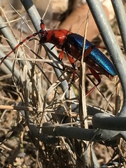 Stenaspis verticalis insignis