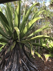 Agave caymanensis