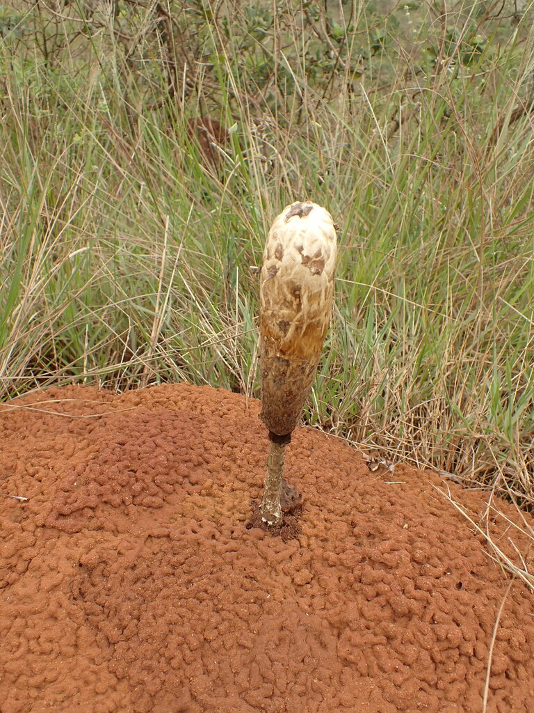 Podaxis pistillaris · February 2024 · photo: © agujaceratops (iNaturalist, cc0)