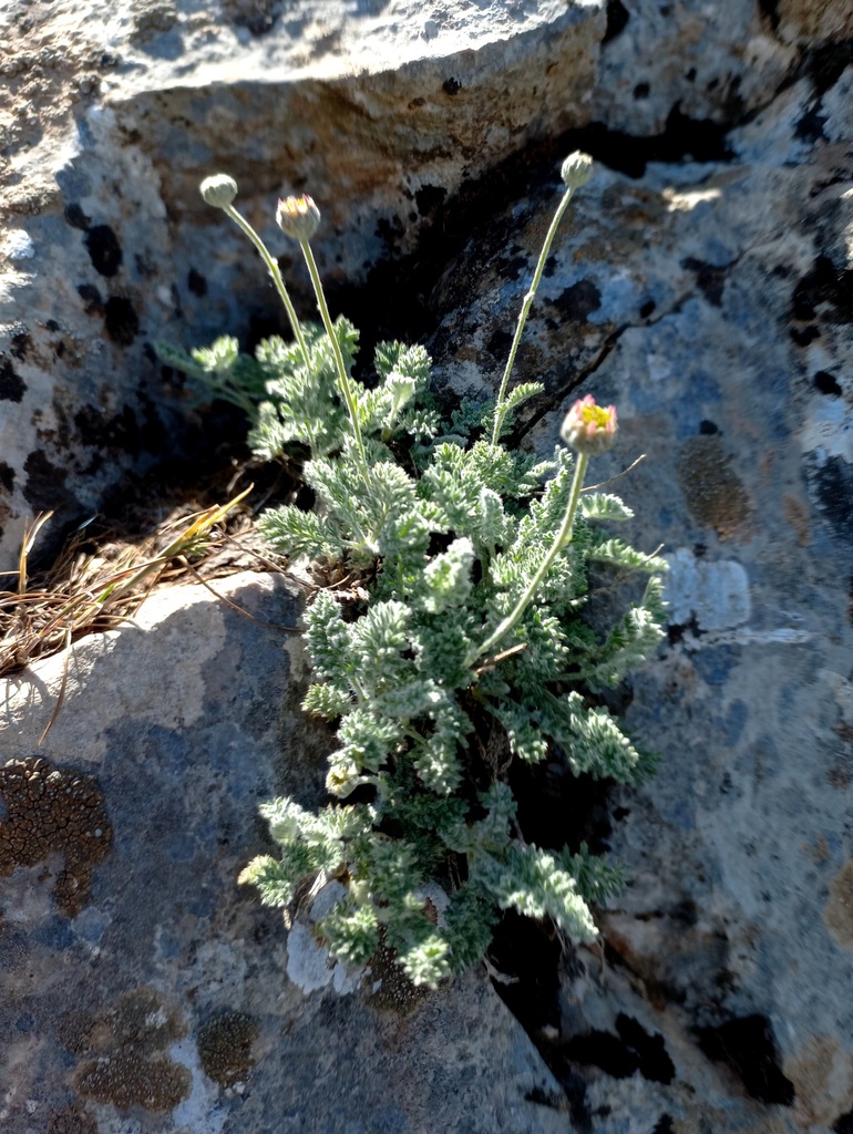 Richteria neglecta