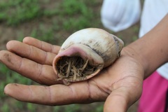 Megalobulimus oblongus