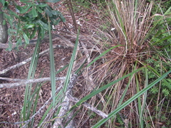 Dianella latissima