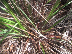 Dianella latissima