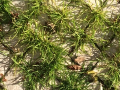 Meadow-Grasses