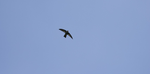 Mariana Swiftlet (Aerodramus bartschi), photo 7