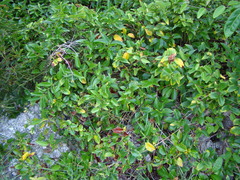 Jasminum simplicifolium