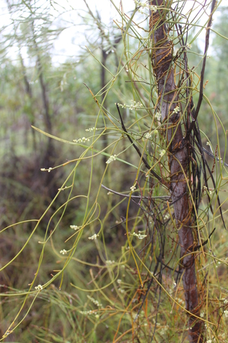 Cassytha candida