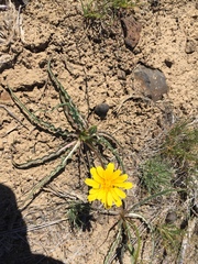 Nothocalais troximoides