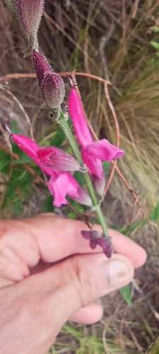 Salvia orbignaei, photograph 3
