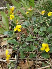 Viola purpurea quercetorum