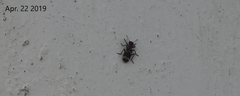 Thanasimus substriatus