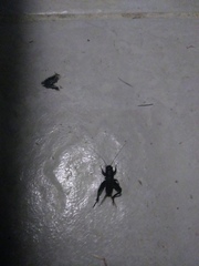 Gryllus texensis