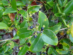 Jasminum simplicifolium