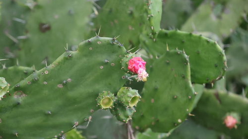 Opuntia auberi, photograph 2