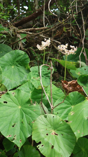 Image of Begonia nelumbiifolia by (c) Egor Dyukarev, some rights reserved (CC BY)