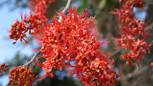 Image of Barnebydendron riedelii by (c) Egor Dyukarev, some rights reserved (CC BY)