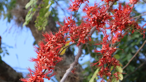 Image of Barnebydendron riedelii by (c) Egor Dyukarev, some rights reserved (CC BY)