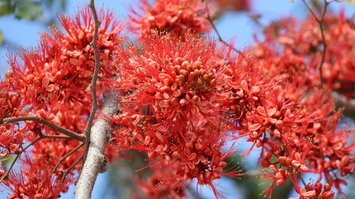 Image of Barnebydendron riedelii by (c) Egor Dyukarev, some rights reserved (CC BY)
