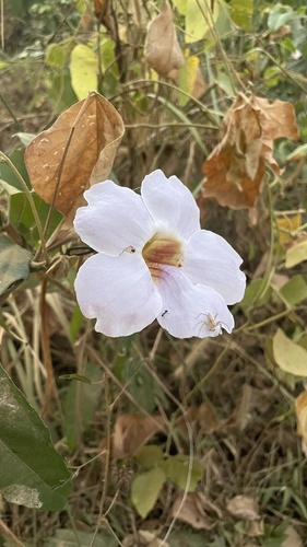 Thunbergia laurifolia