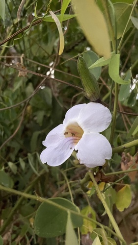 Thunbergia laurifolia