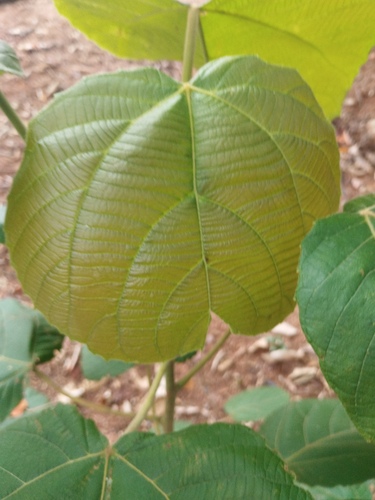 Foto de Tanheiro