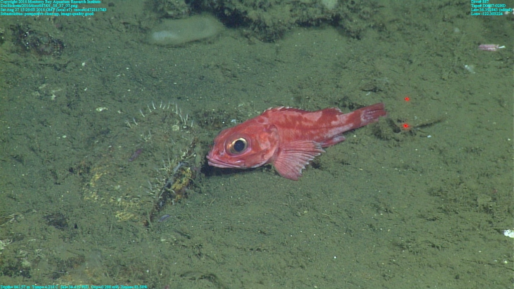 Longspine Thornyhead