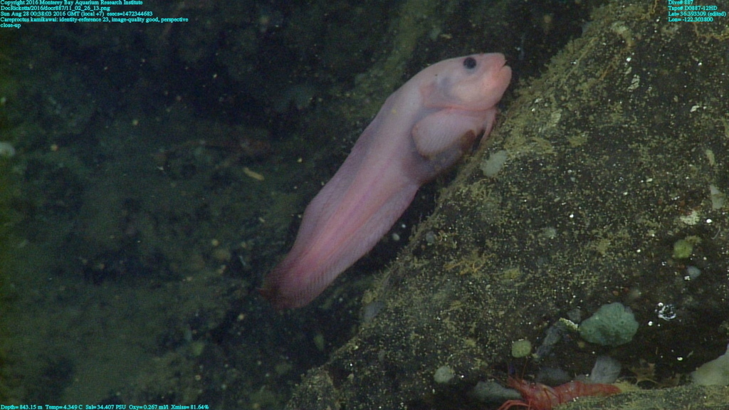 Arbiter Snailfish