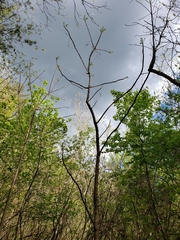 Toxicodendron vernix