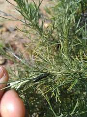 Trirhabda sericotrachyla