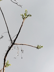 Toxicodendron vernix