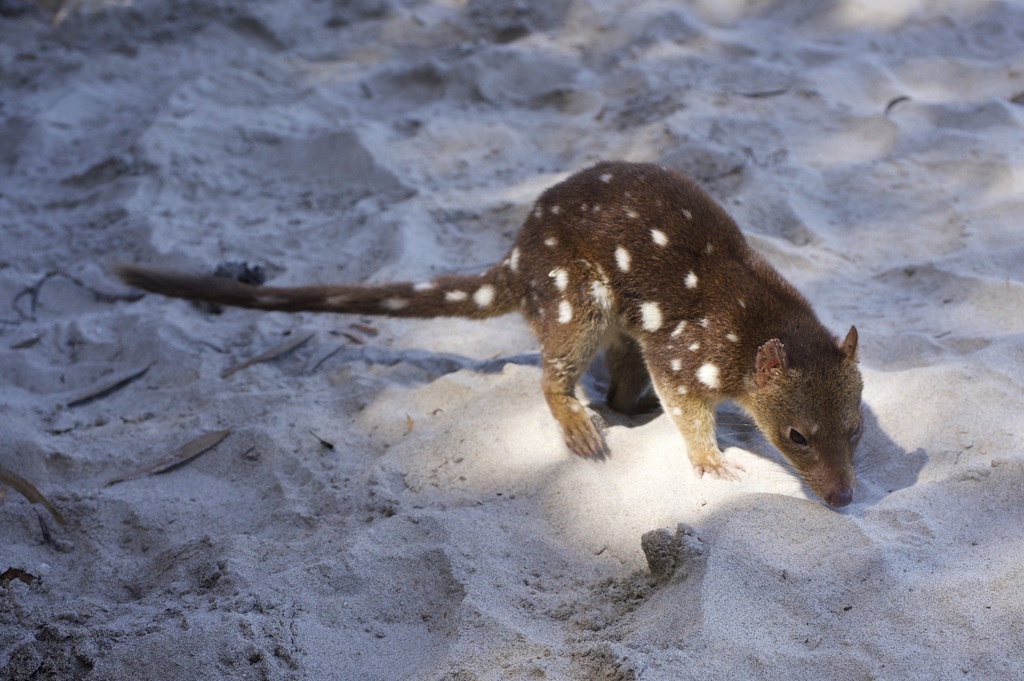 Spotted-tailed Quoll from Southwest National Park, Southwest, TAS, AU ...