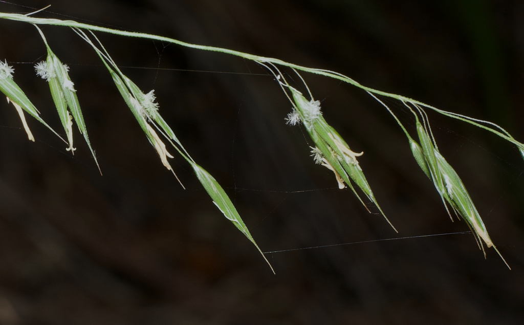 Microlaena tasmanica
