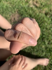 Zelus cervicalis