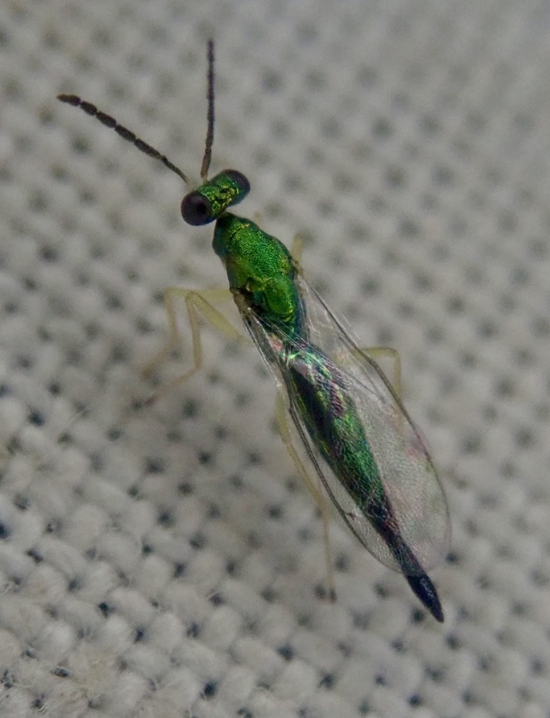 Sympiesis dolichogaster